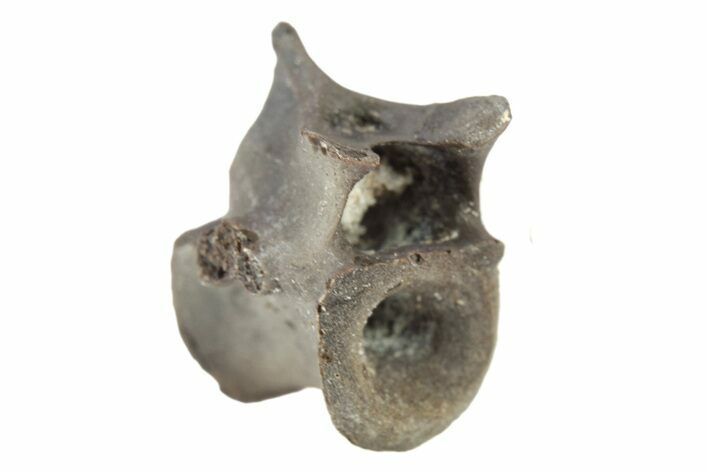 Permian Reptile Fossil Vertebra - Oklahoma #261467